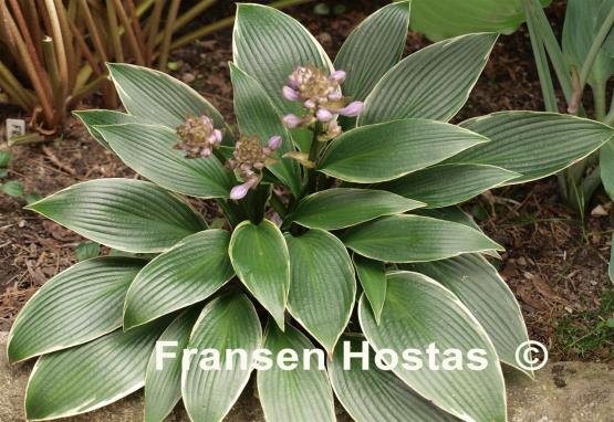 Hosta Silver Shadow